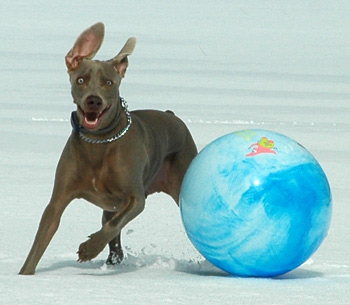 Blu plays with his snow romping ball on fireflys farm one late winter morning