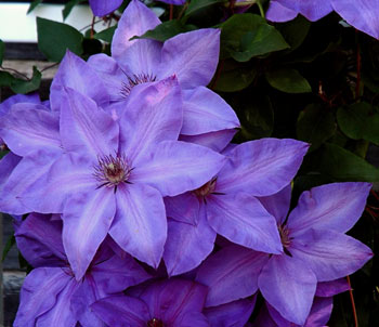 A lovely clematis growing out by fireflys barn